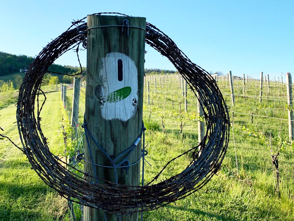 Post 1 October One Vineyard Grapes in the Field with Barbed Wire