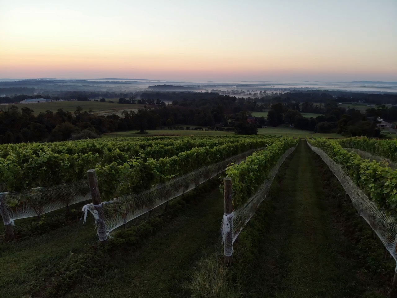 Sunrise at October One Vineyards