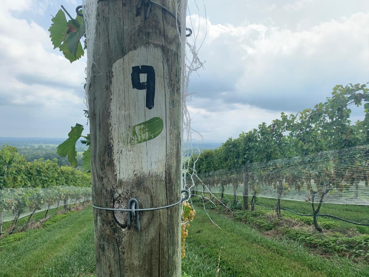 Post marked number 9 in October One Vineyard