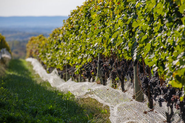 Grapes on the Vines in Vineyard in Loudoun County Virginia