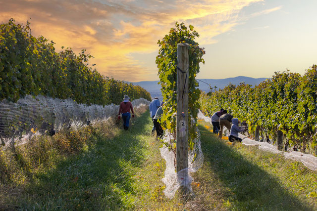 Loudoun County Vineyard at sunset with worker selecting the grapes on the vines