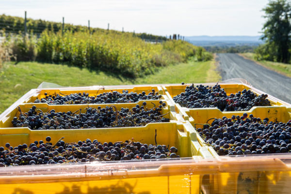 October One Vineyard Virginia Wine Club grapes in bins with vineyard in the distance