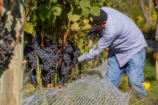 Vineyard Vines full of red grapes for the Virginia Wine Club