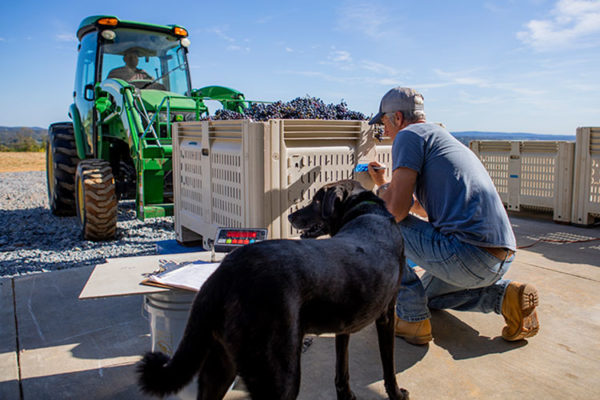 Virginia Wine Club with October One Vineyard Bob with Becca pup and tractor with crate of grapes