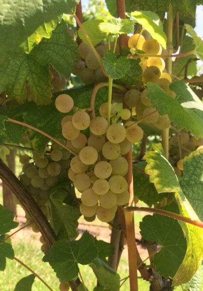 white grapes on the vine at October One Vineyard