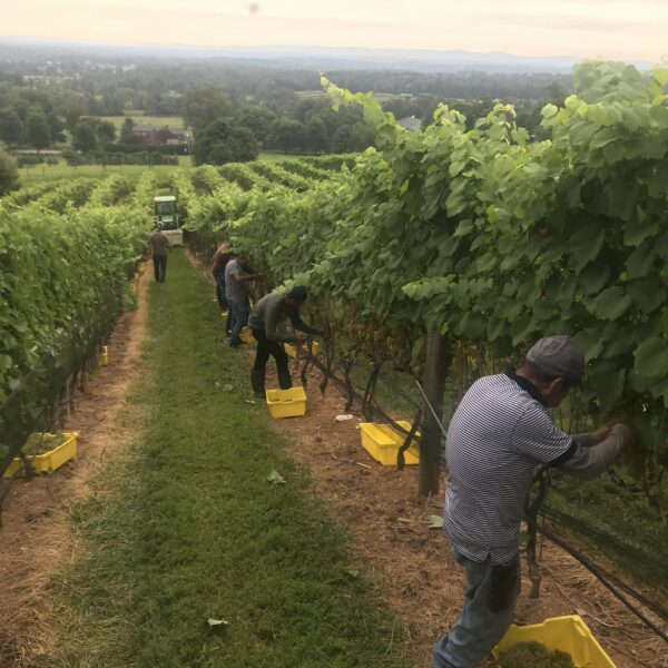 O1V vineyard harvest