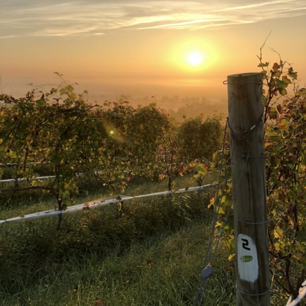 Sunset on O1V vineyard