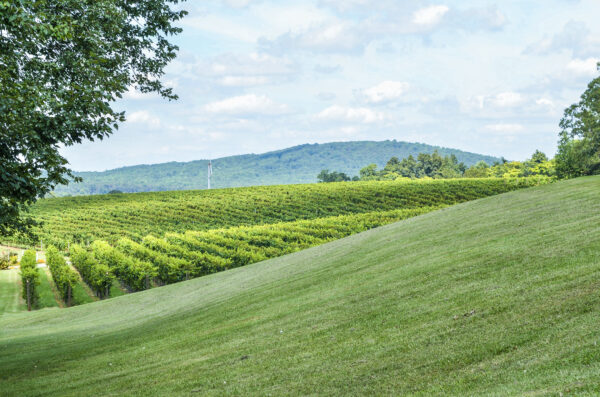 Vineyard, mountains, grassland.