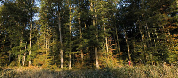 Oak forest, France. Source of October One Vineyard's oak barrels.