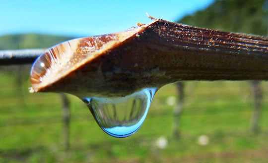 Pruned end of a grape branch, weeping water in springtime.
