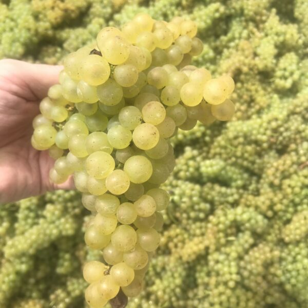 Cluster of Viognier grapes