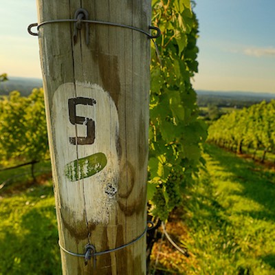 Viognier grape vines at October One Vineyard