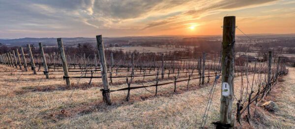 Winter scene at October One Vineyard, Bluemont, Virginia.